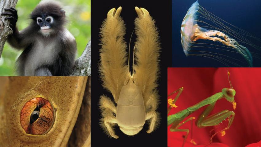Encyclopedia of Life Encyclopedia of Life